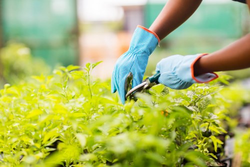 Garden maintenance with hedge cutting in Southall