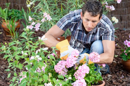 Professional garden maintenance in Southall with lawn and hedge care