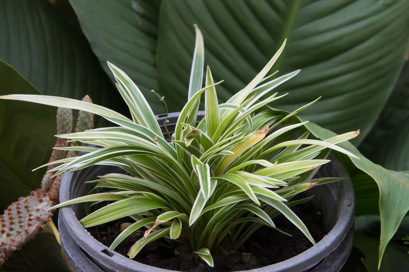hedge trimming garden