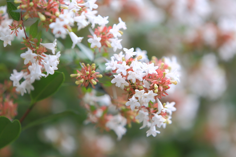 landscape design Garden